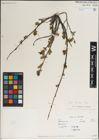 Foto von Salix karelinii Turcz. ex Stschegl.